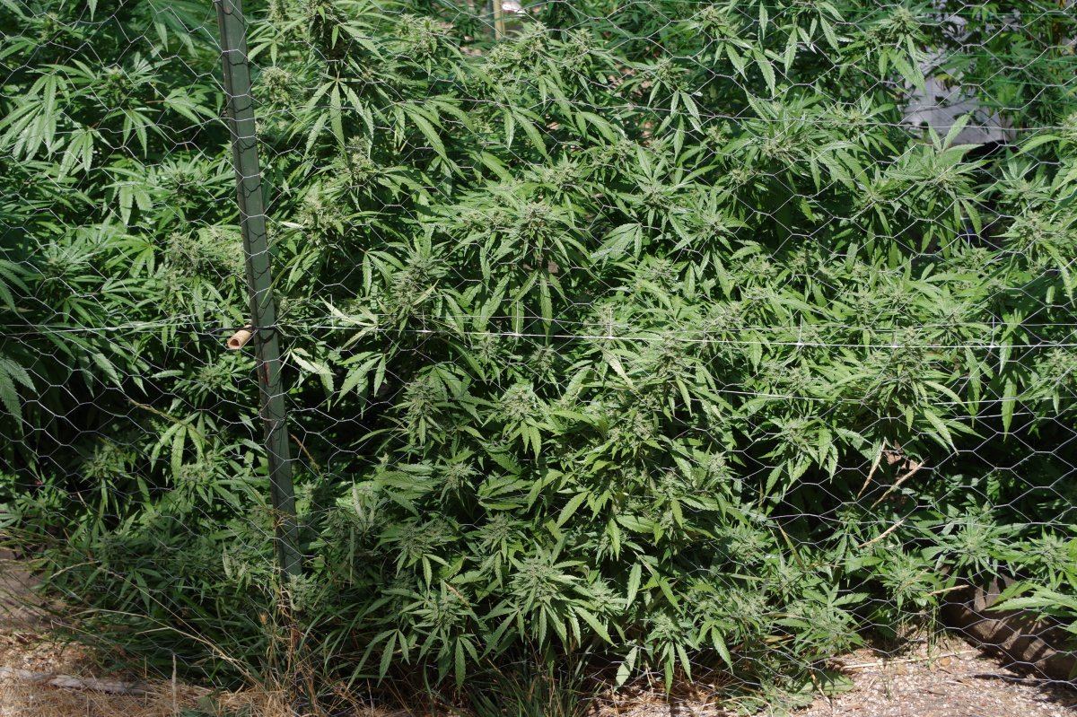 Grow Log 8317 09 16 2017