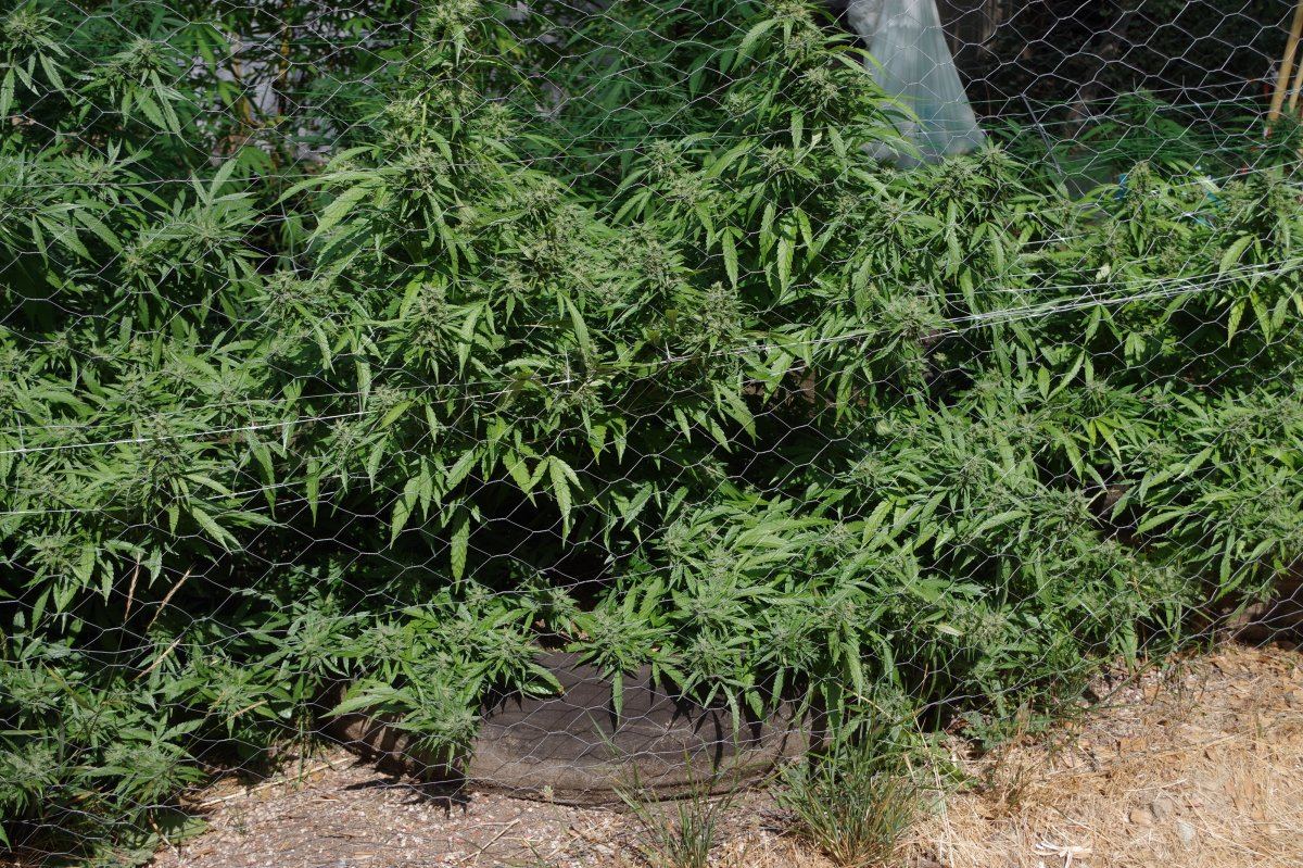 Grow Log 8324 09 16 2017