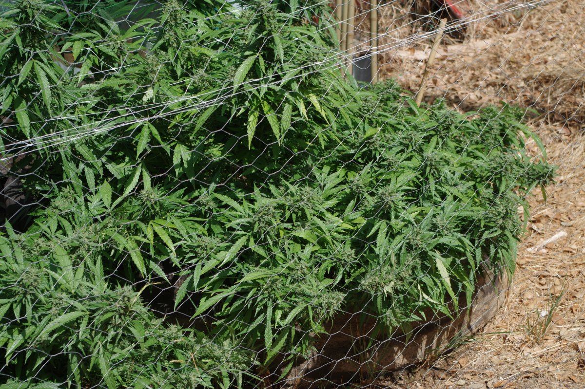 Grow Log 8357 09 16 2017