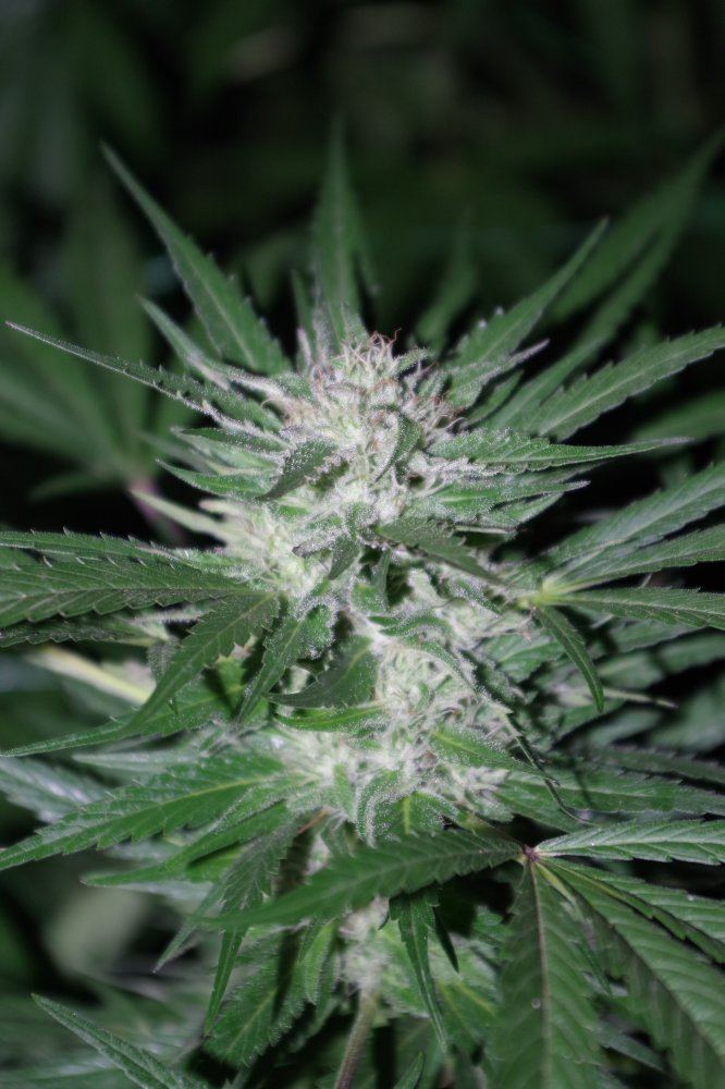 Grow Log 8493 09 16 2017