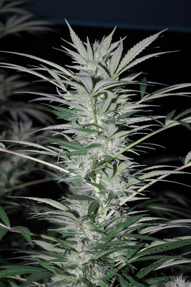 Grow Log 8500 09 16 2017