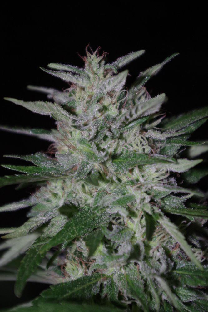 Grow Log 8524 09 16 2017