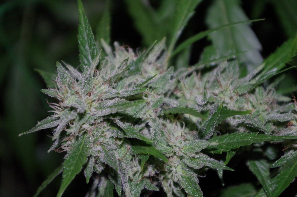 Grow Log 8531 09 16 2017