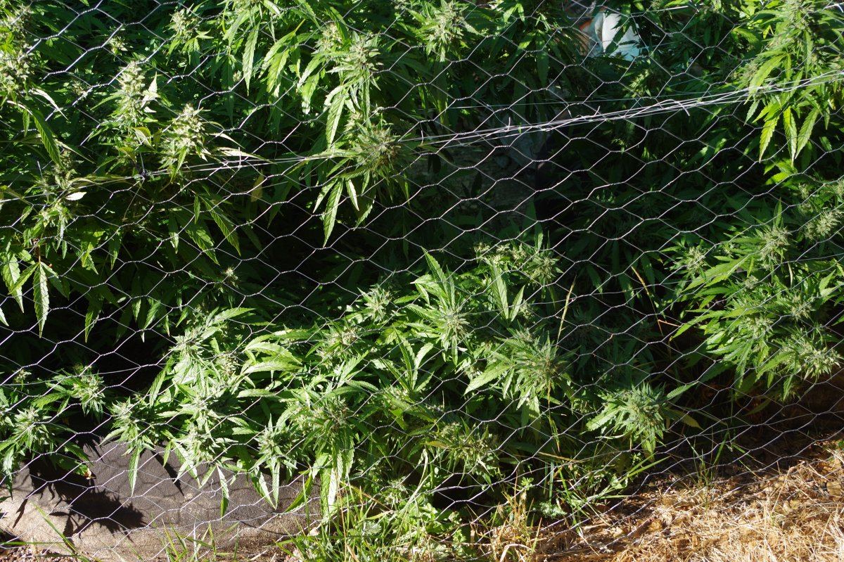 Grow Log 9065 09 19 2017