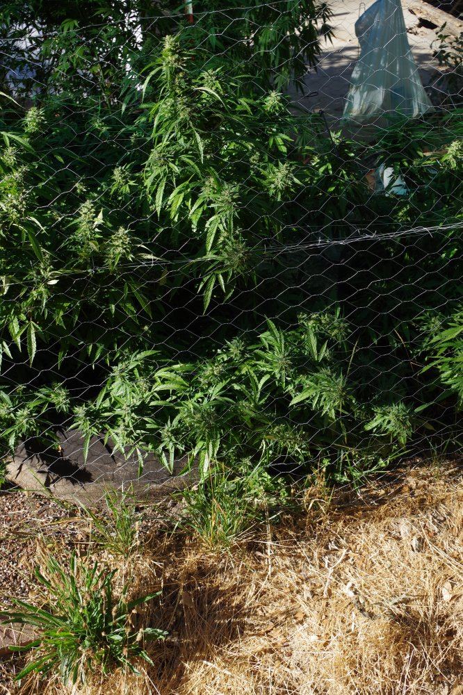 Grow Log 9068 09 19 2017