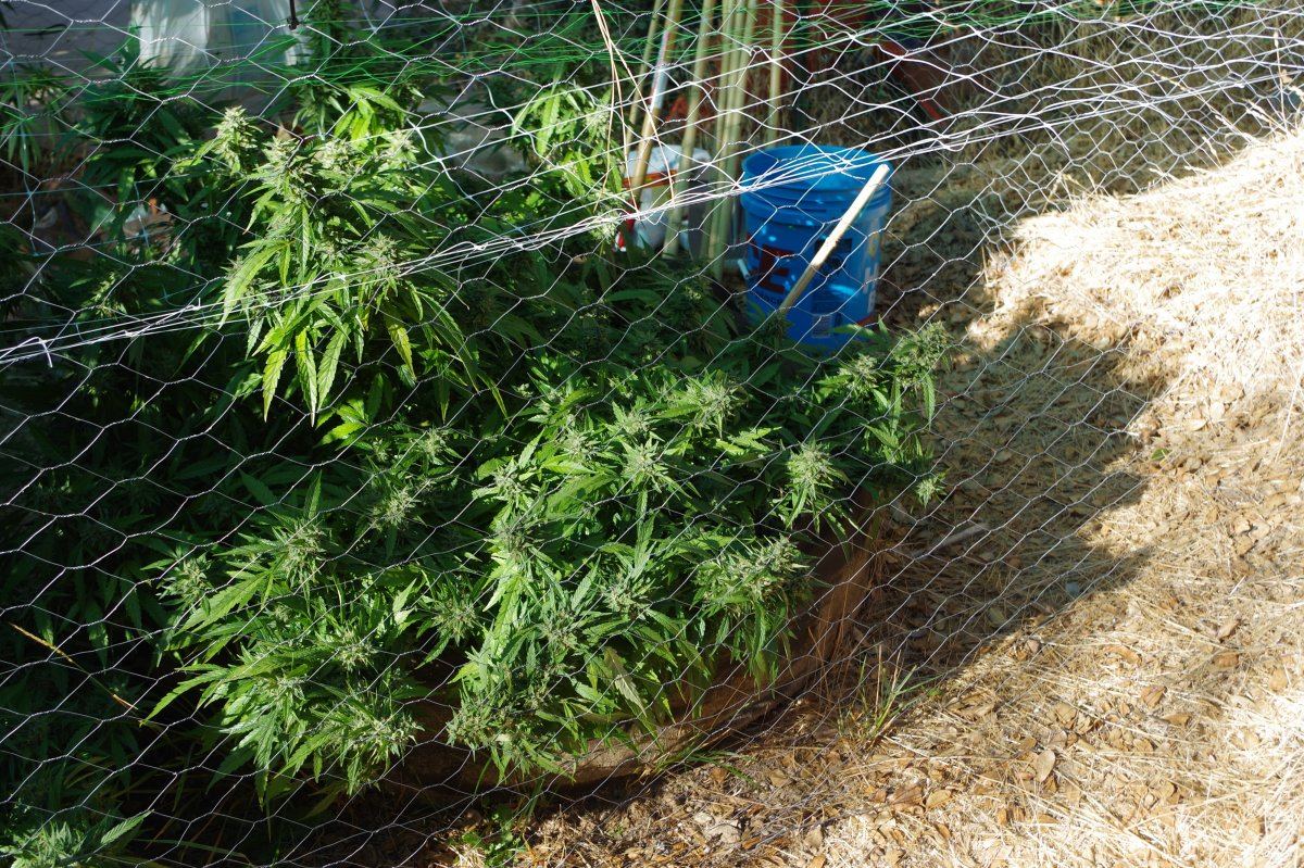 Grow Log 9070 09 19 2017