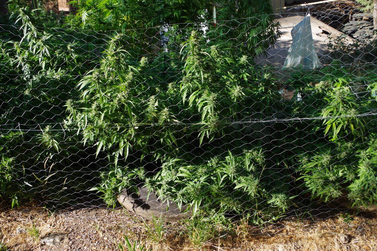 Grow Log 9080 09 19 2017