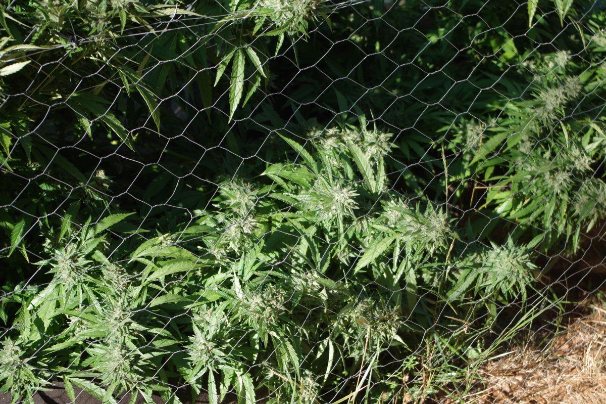 Grow Log 9104 09 19 2017