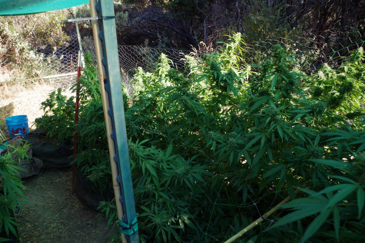 Grow Log 9138 09 19 2017
