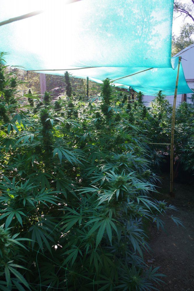 Grow Log 9142 09 19 2017