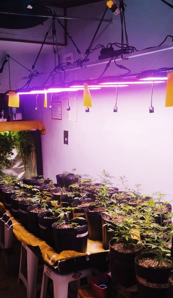 Grow mar 26