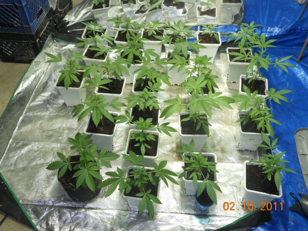 Grow n tools 007