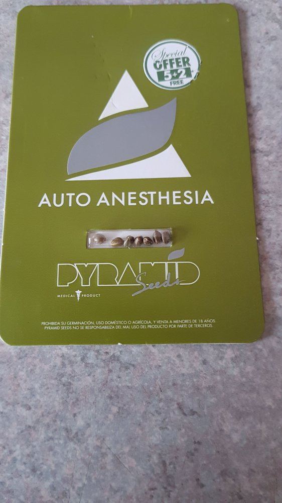 Grow no3 auto anesthesia 3