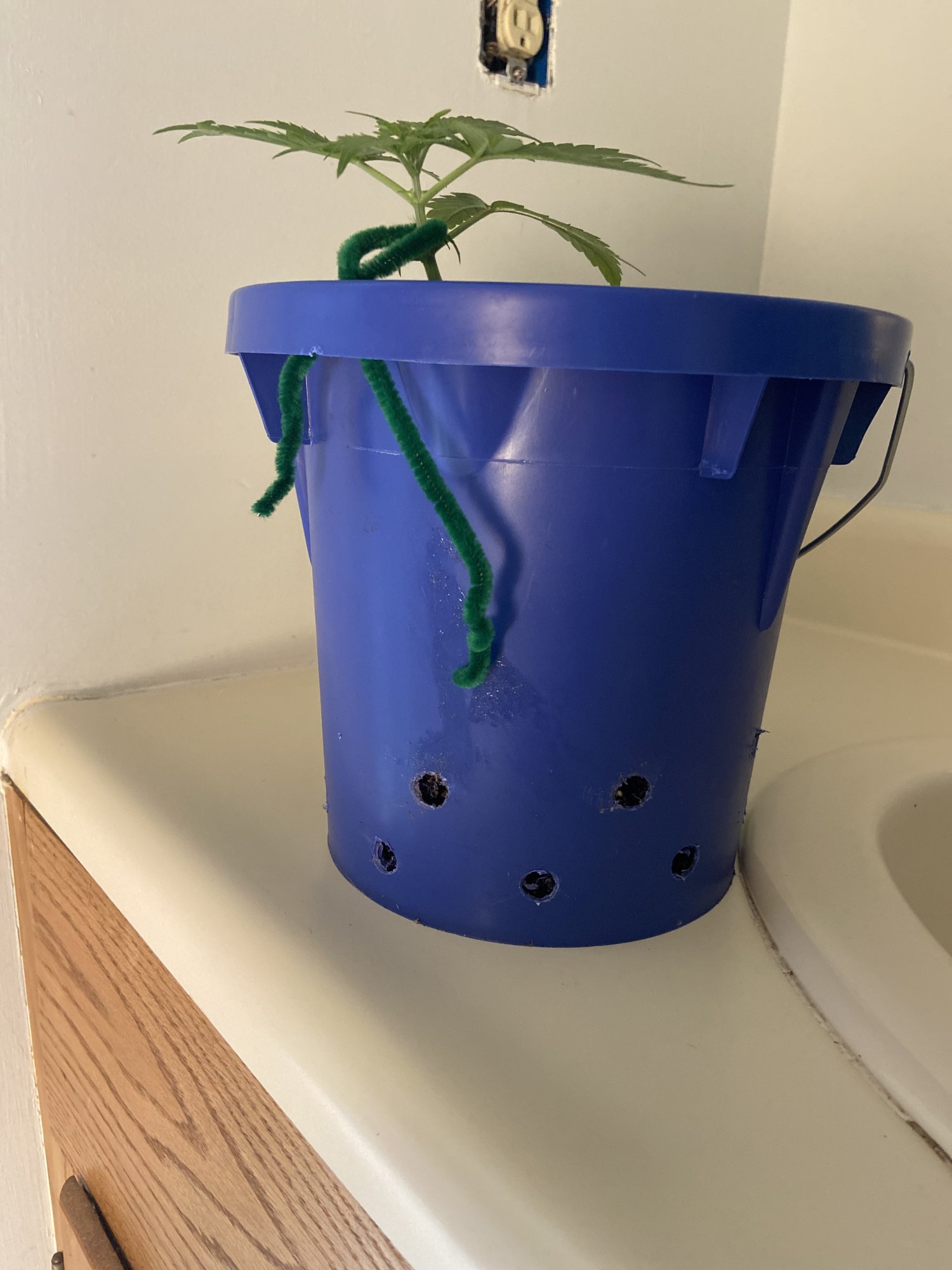 Grow pot issue drain holes