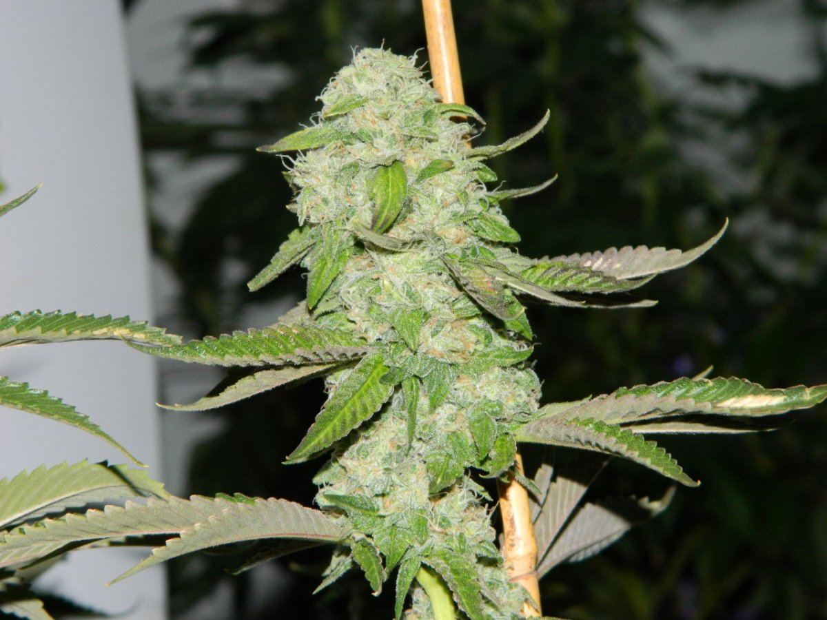 Grow rooms and lizard 002
