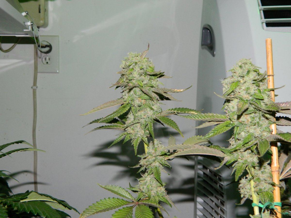 Grow rooms and lizard 004