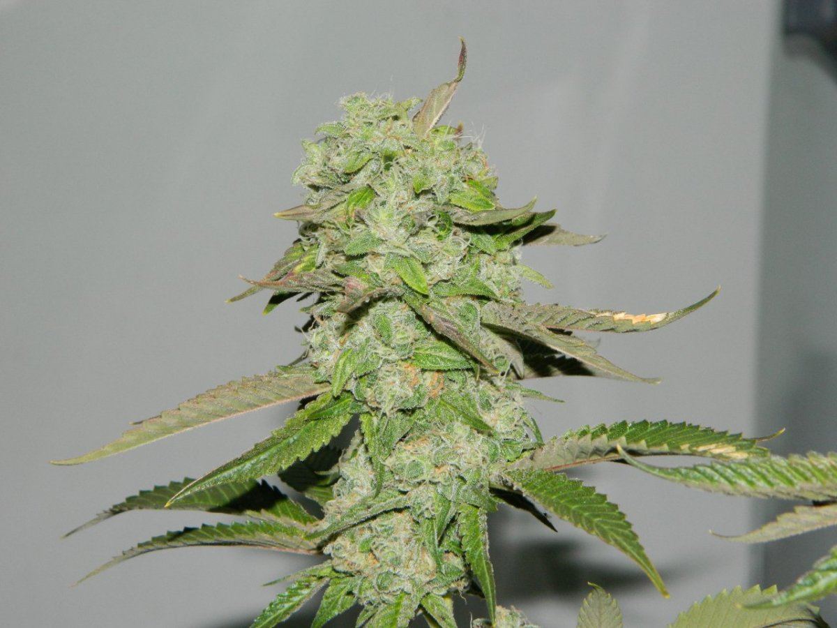 Grow rooms and lizard 008