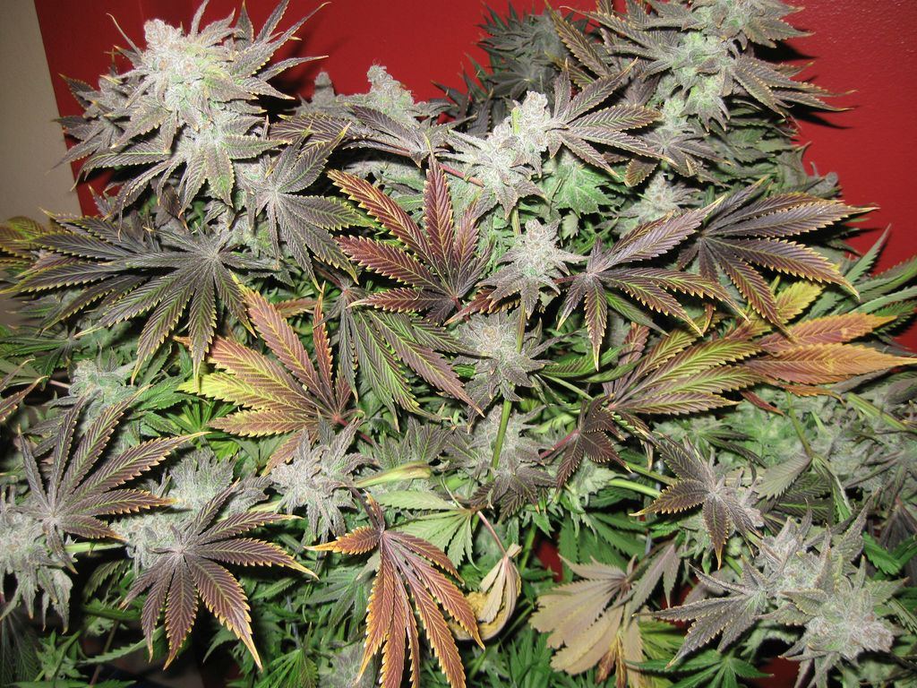 Grow Show 007 1024x768