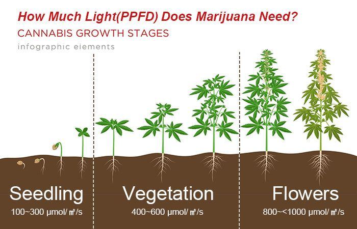 Grow stages