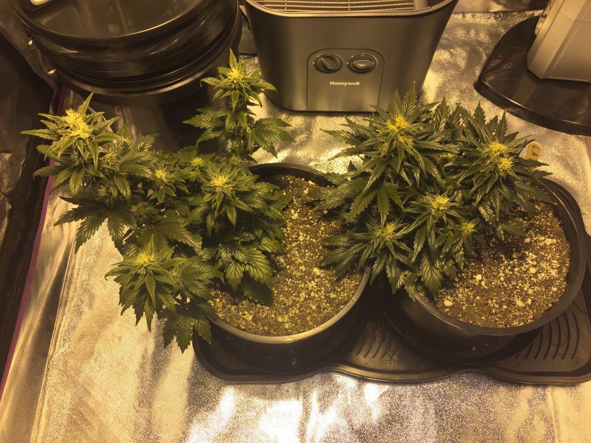 Grow update thanks again for all the help 2