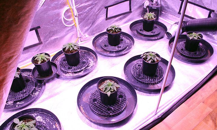 Grow Wk 4 01