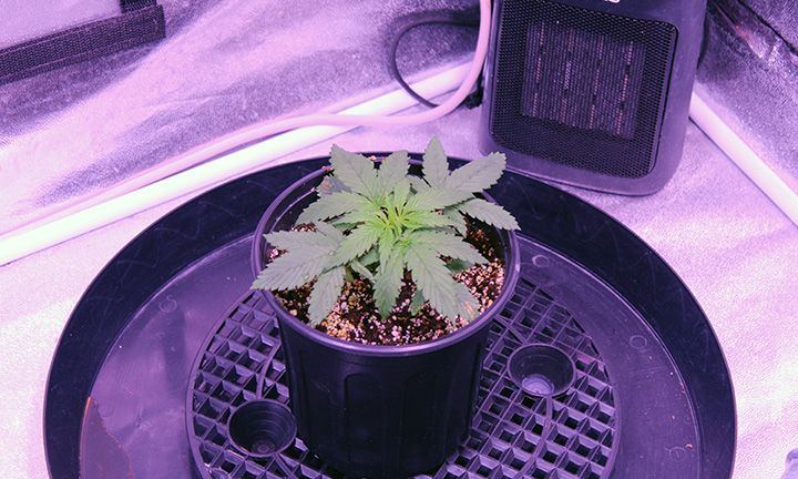 Grow Wk 4 02