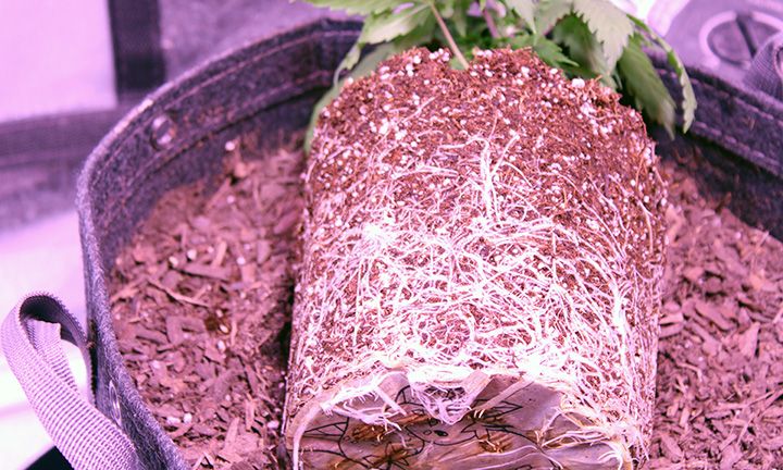 Grow Wk 5 04