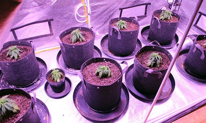 Grow Wk 5 05