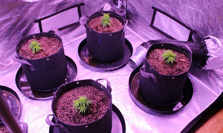 Grow Wk 6 01