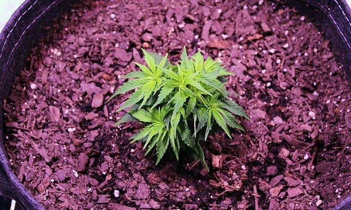 Grow Wk 6 03