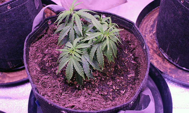 Grow Wk 8  05