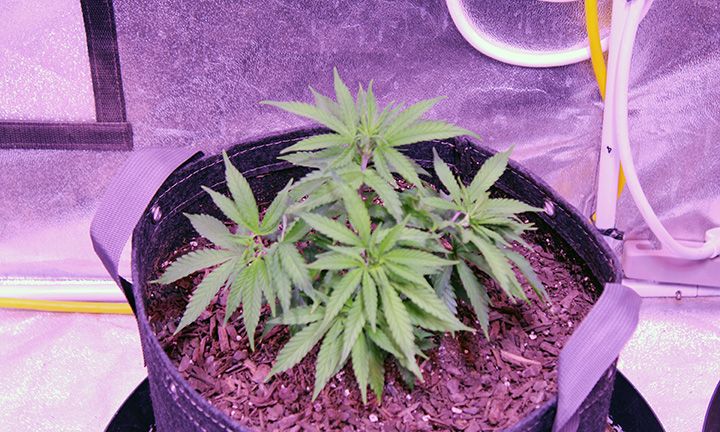 Grow Wk7  02