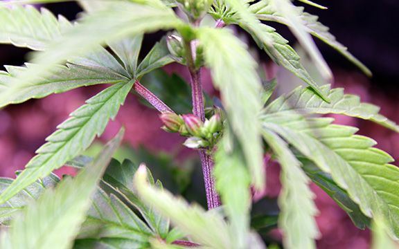 Grow Wk7  03