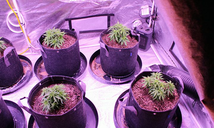 Grow Wk7  04