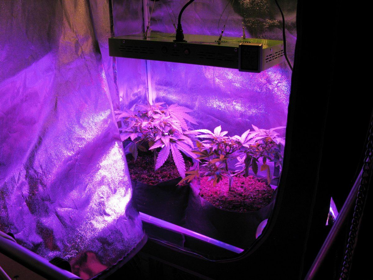 Grow3