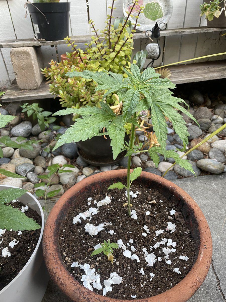 Growbie help 2