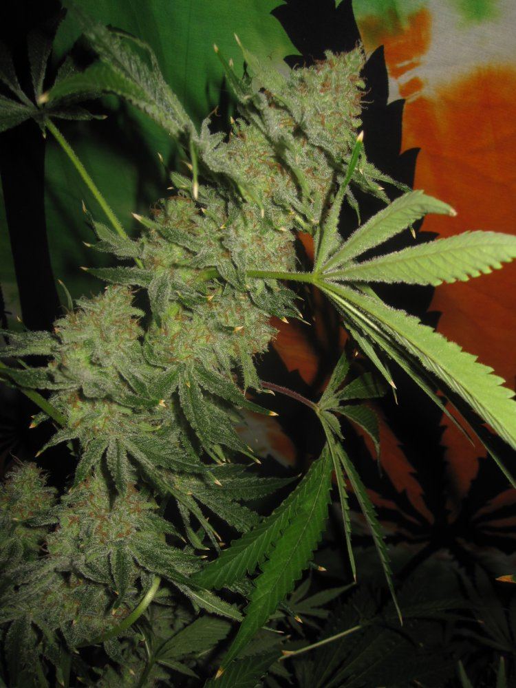 Grower13s closet buds
