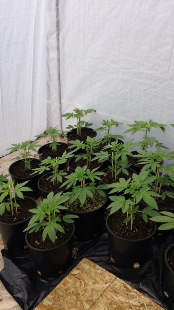 Growhouse babies