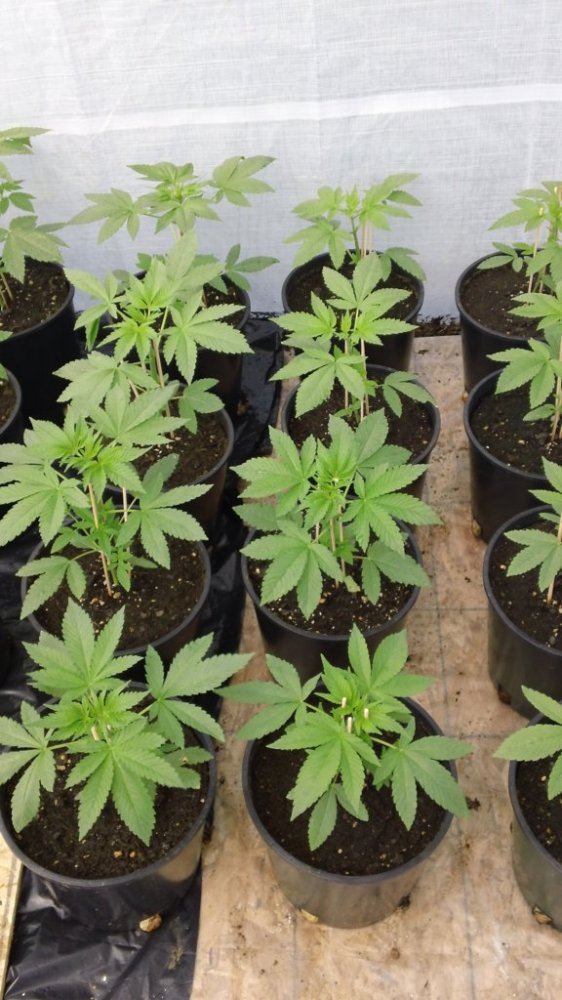 Growhouse juicy fruit