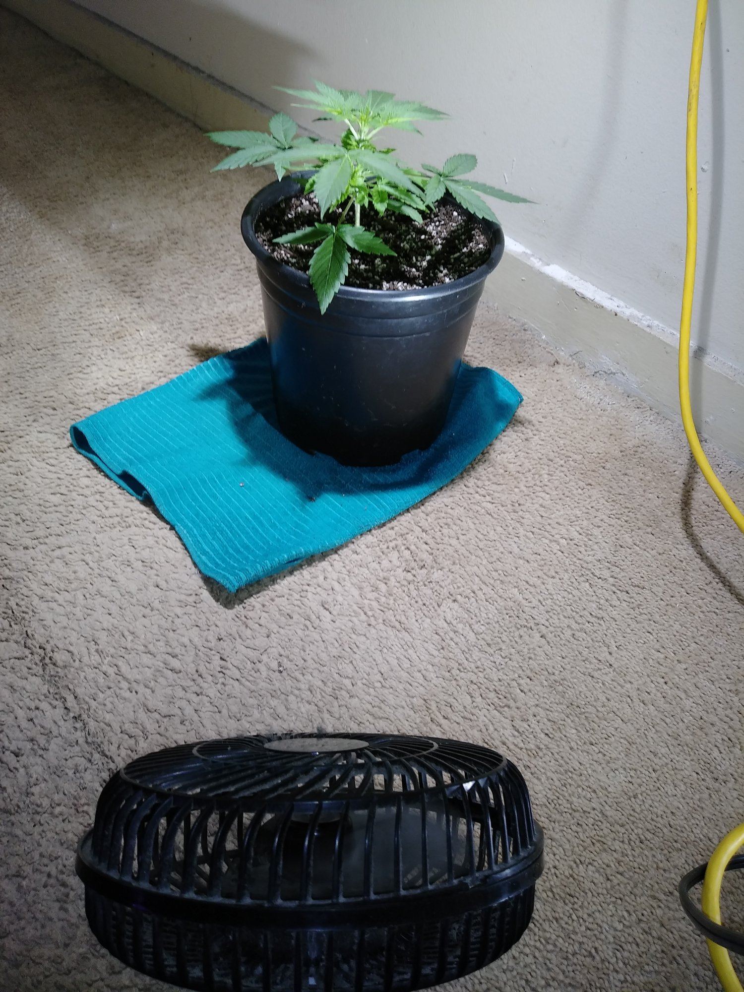 Growing a plant useing spotlights 4