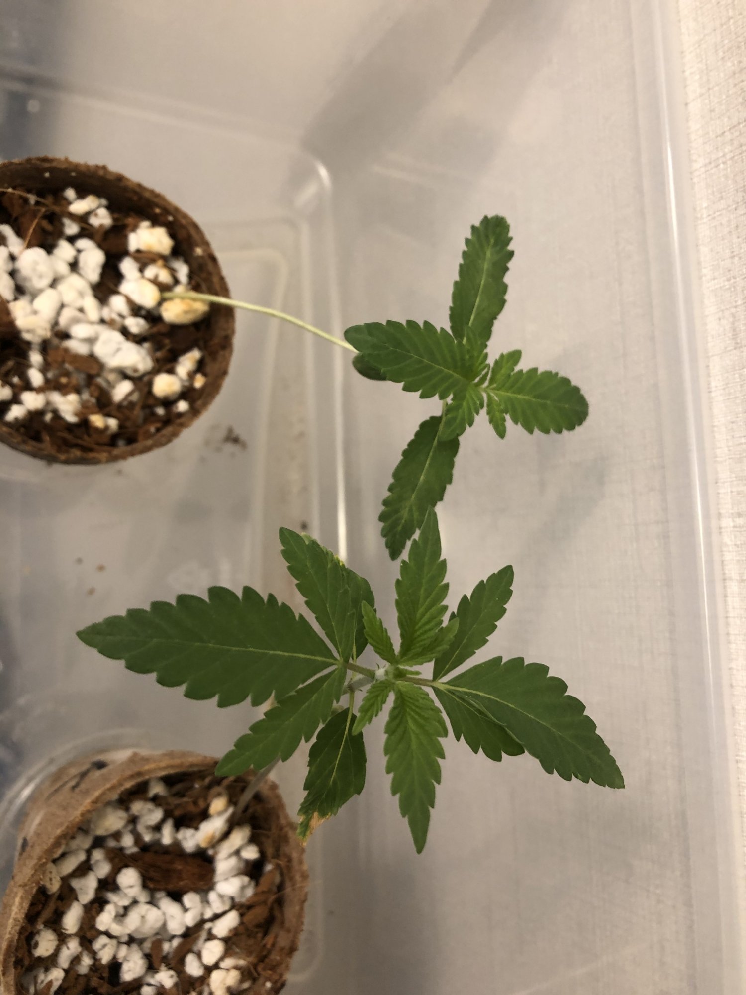 Growing again after a few years 3