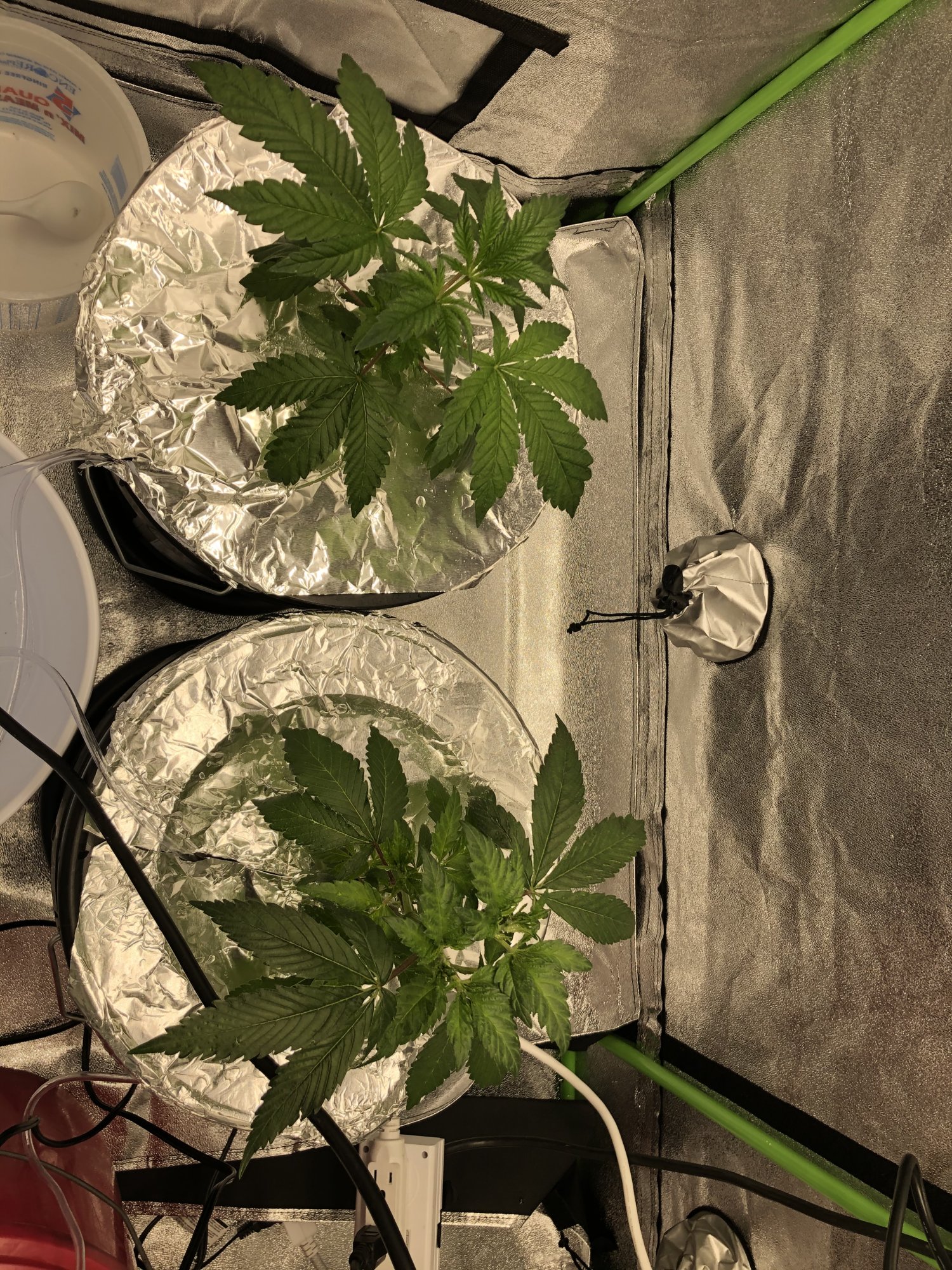 Growing again after a few years 5