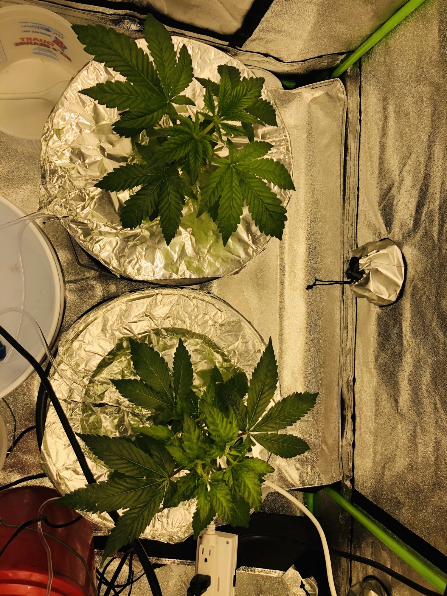 Growing again after a few years 6