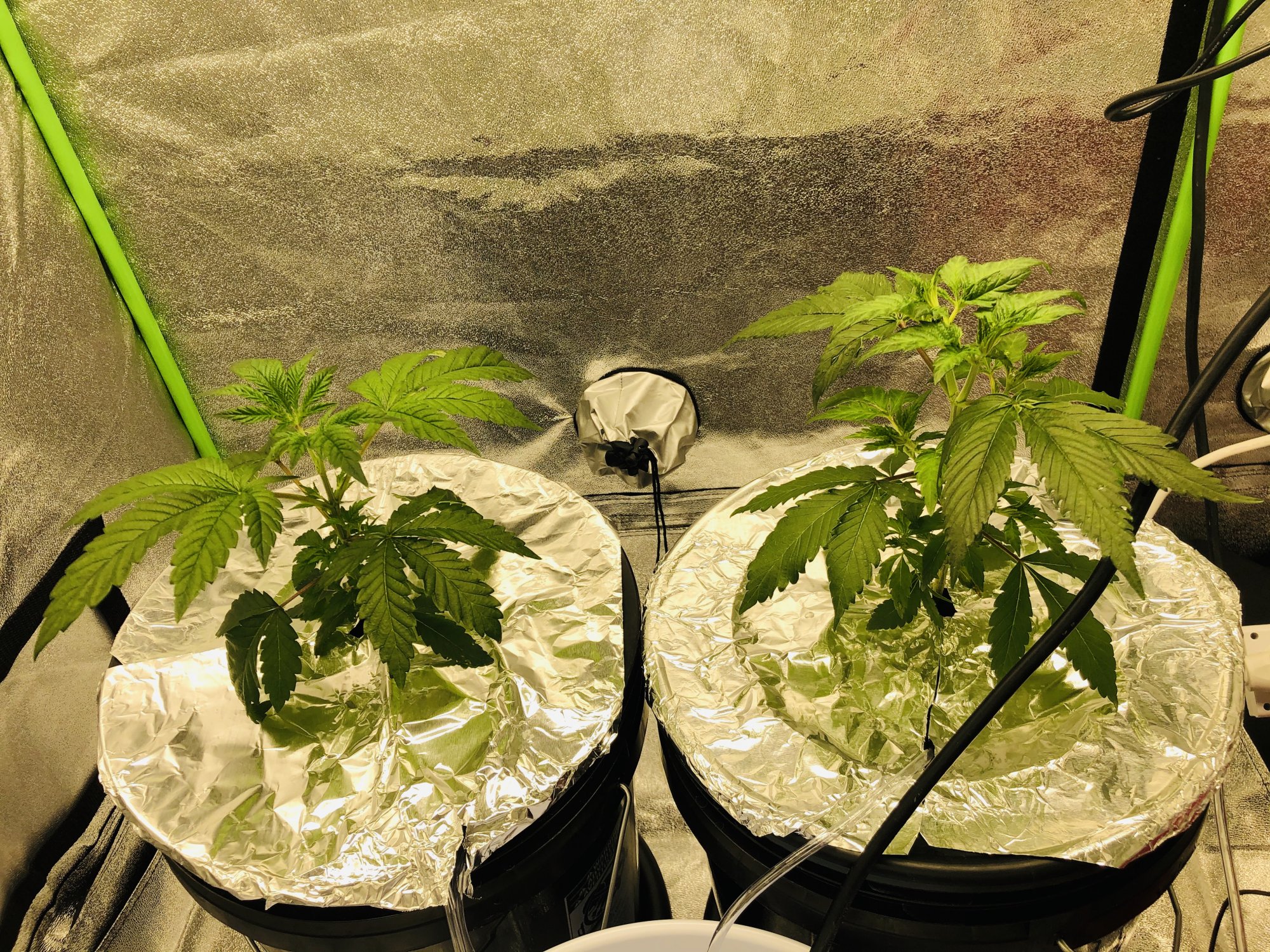 Growing again after a few years 8
