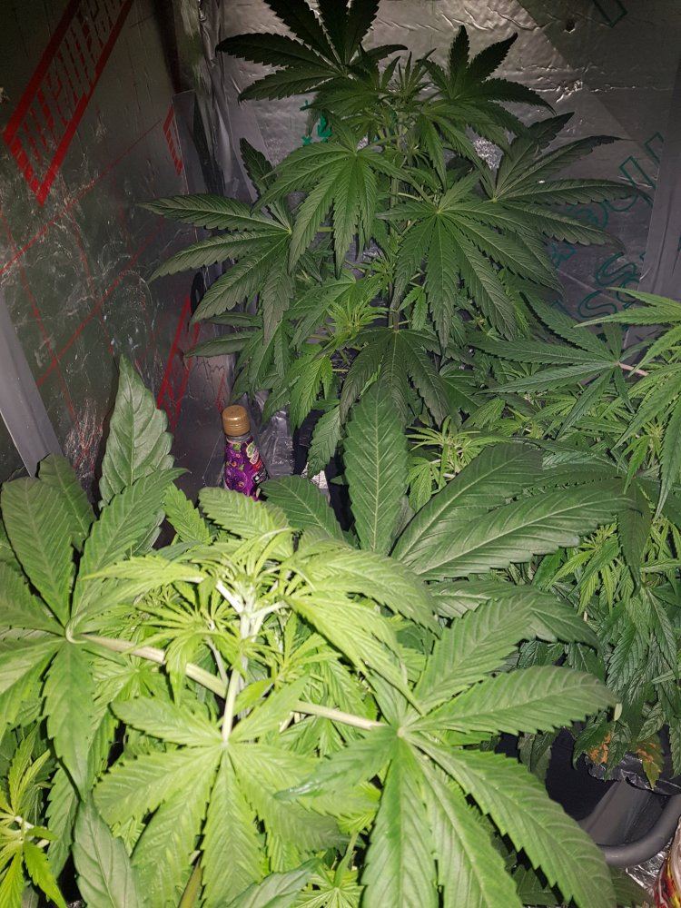 Growing auto flowering plant