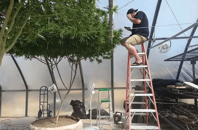 Growing big in oregon