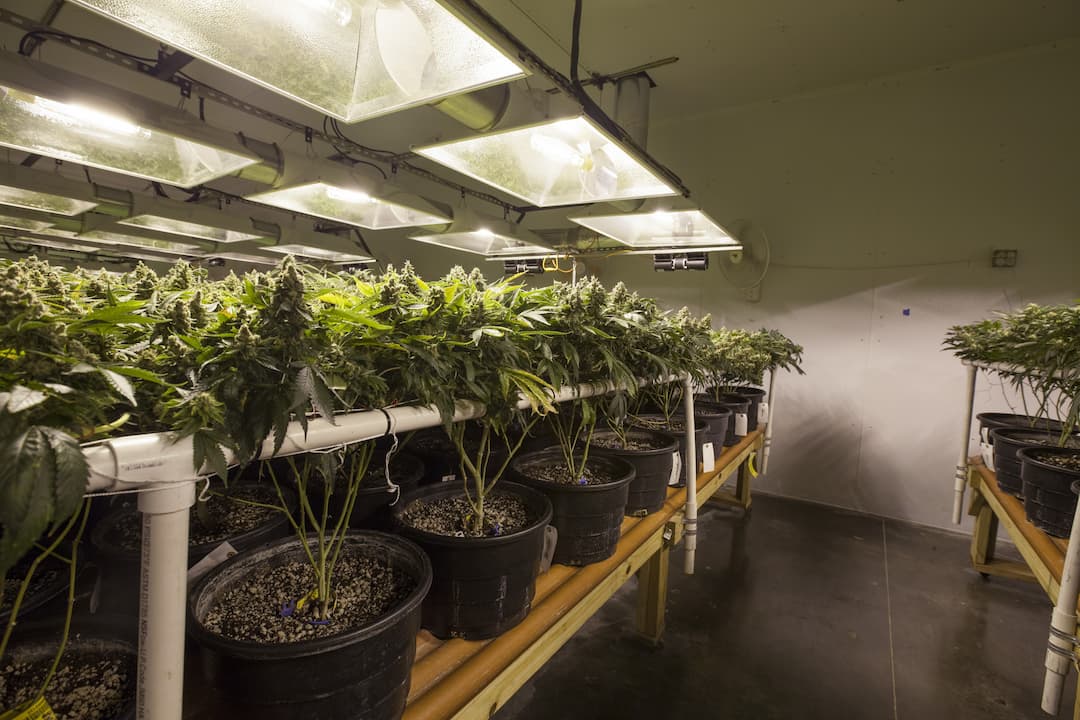 Growing cannabis dimming lights towards end of bloom