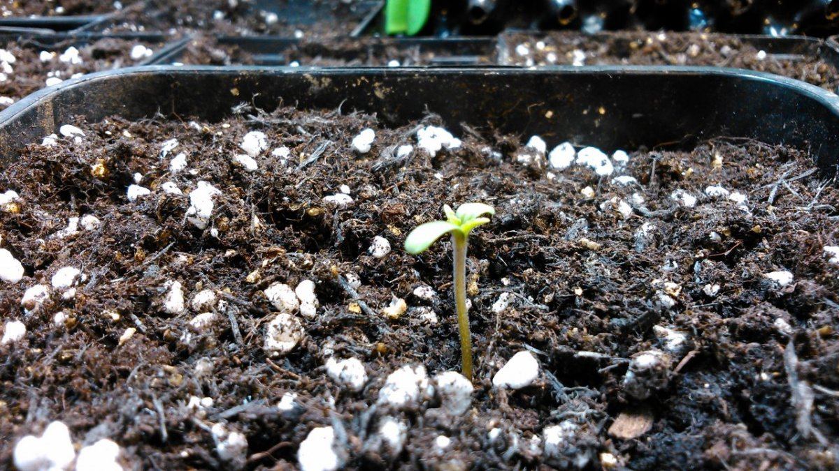 Growing crazy for cbd 2
