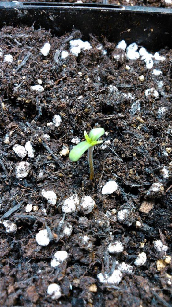 Growing crazy for cbd