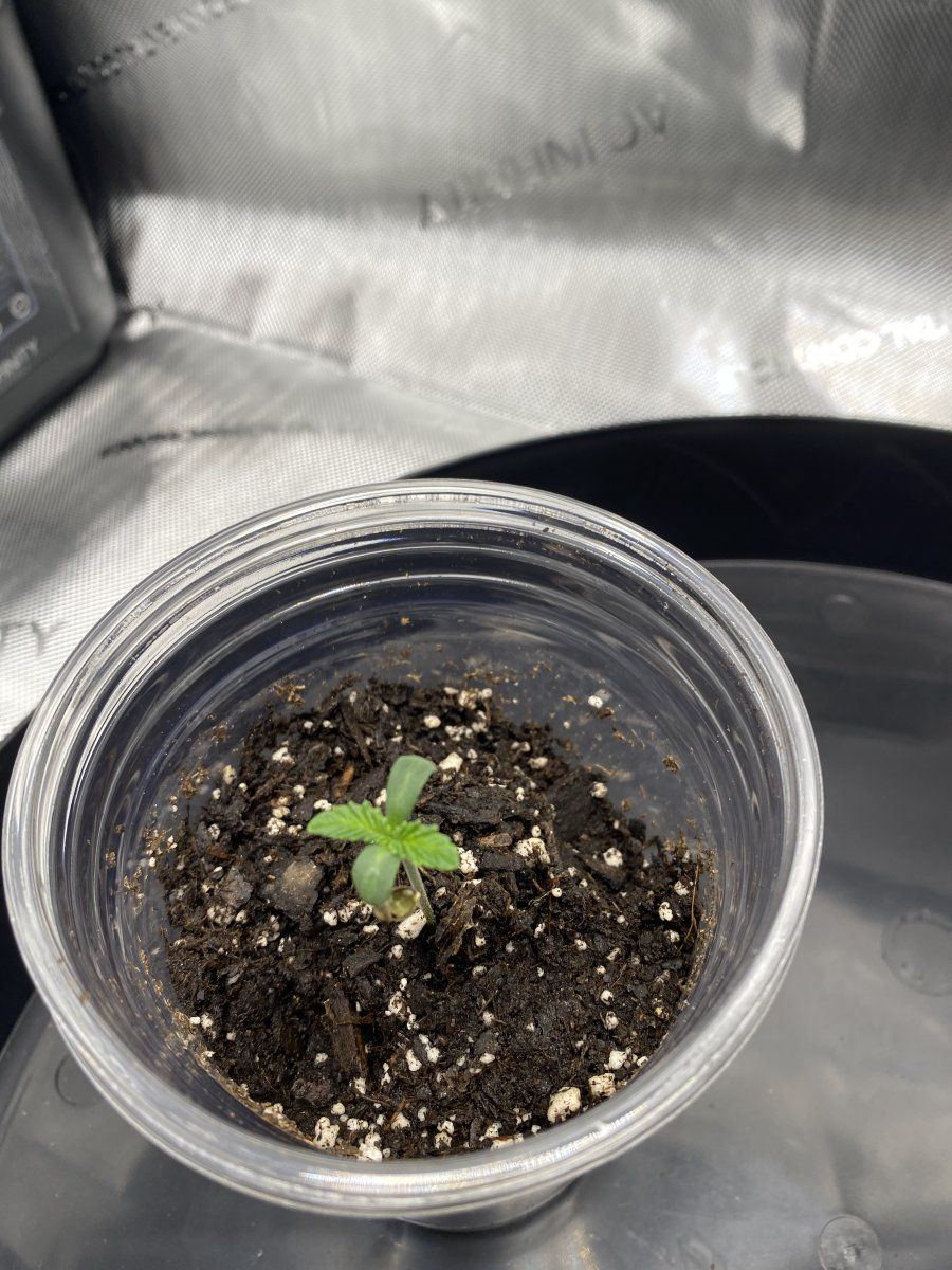 Growing for the first time and heres what im doing